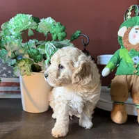 Wallen, a male Cockapoo for sale in Fredericksburg, VA – Photo 1 of 3