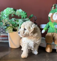 Wallen, a male Cockapoo for sale in Fredericksburg, VA – Photo 1 of 3