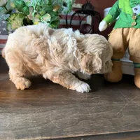 Wallen, a male Cockapoo for sale in Fredericksburg, VA – Photo 3 of 3