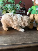 Wallen, a male Cockapoo for sale in Fredericksburg, VA – Photo 3 of 3