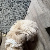 Wallen, a male Cockapoo for sale in Fredericksburg, VA – Photo 2 of 3