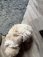 Wallen, a male Cockapoo for sale in Fredericksburg, VA – Photo 2 of 3