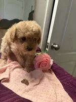 Linda, a female Cockapoo for sale in Fredericksburg, VA – 5 of 5