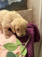 Libby, a female Cockapoo for sale in Fredericksburg, VA – 3 of 3