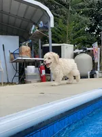 Sam, a male Cockapoo for sale in Fredericksburg, VA – Photo 4 of 5