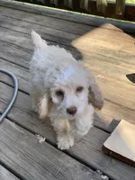 Sam, a male Cockapoo for sale in Fredericksburg, VA – Photo 3 of 5