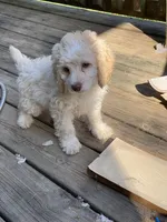 Sam, a male Cockapoo for sale in Fredericksburg, VA – Photo 5 of 5