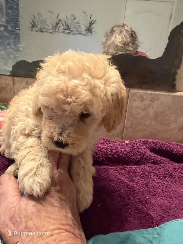 Luis – Cockapoo puppy for sale in Fredericksburg, VA