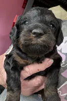 Jamie, a female Cockapoo for sale in Fredericksburg, VA – 1 of 2