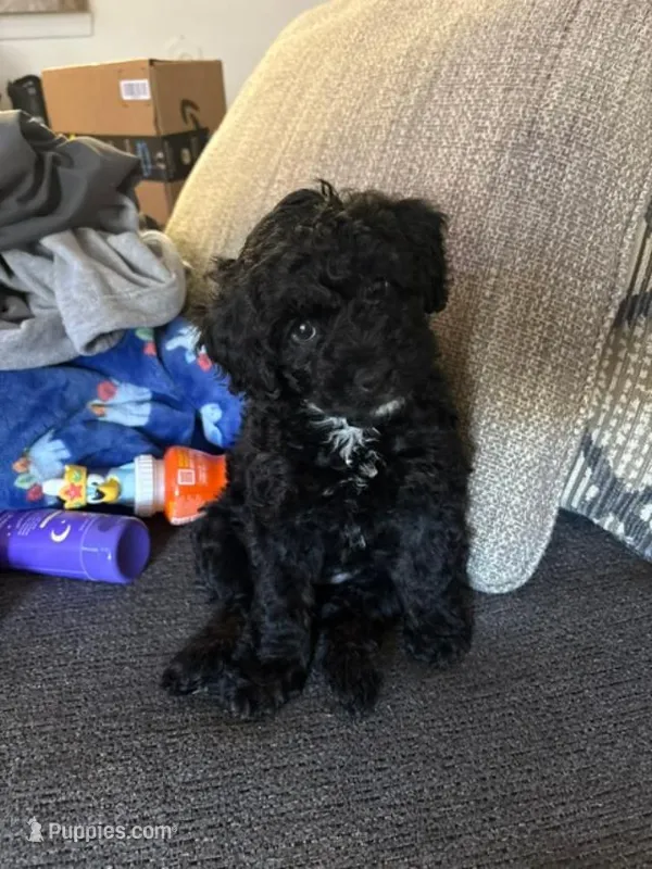 Muffin – Cockapoo puppy for sale in Fredericksburg, VA