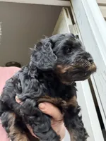 Jamie, a female Cockapoo for sale in Fredericksburg, VA – 5 of 5
