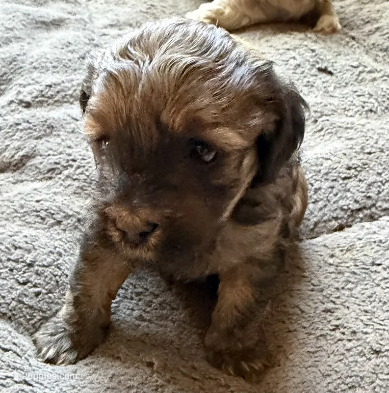 Johnny – Cockapoo puppy for sale in Fredericksburg, VA