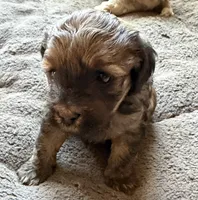 Johnny, a male Cockapoo for sale in Fredericksburg, VA – 1 of 3
