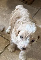 Larry, a male Cockapoo for sale in Fredericksburg, VA – 2 of 3