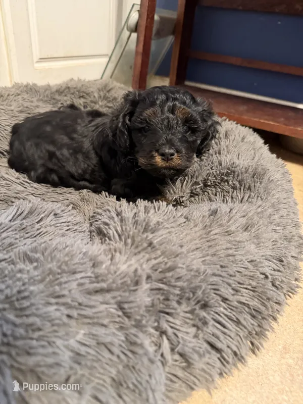 Jamie – Cockapoo puppy for sale in Fredericksburg, VA