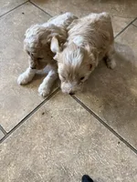 Larry, a male Cockapoo for sale in Fredericksburg, VA – 3 of 3