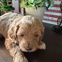 Eddie, a male Cockapoo for sale in Fredericksburg, VA – Photo 1 of 3