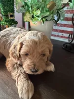 Eddie, a male Cockapoo for sale in Fredericksburg, VA – Photo 1 of 3