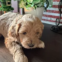 Eddie, a male Cockapoo for sale in Fredericksburg, VA – Photo 2 of 3