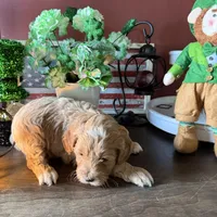 Eddie, a male Cockapoo for sale in Fredericksburg, VA – Photo 3 of 3