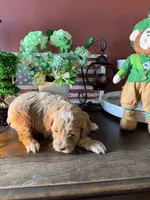 Eddie, a male Cockapoo for sale in Fredericksburg, VA – Photo 3 of 3