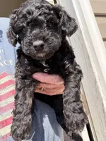 Eb, a female Cockapoo for sale in Fredericksburg, VA – Photo 2 of 2