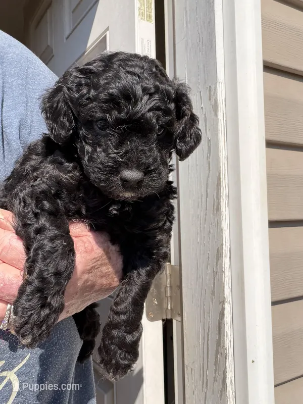 Eb, a female Cockapoo for sale in Fredericksburg, VA – Photo 1 of 2