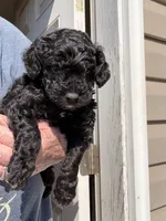 Eb, a female Cockapoo for sale in Fredericksburg, VA – Photo 1 of 2