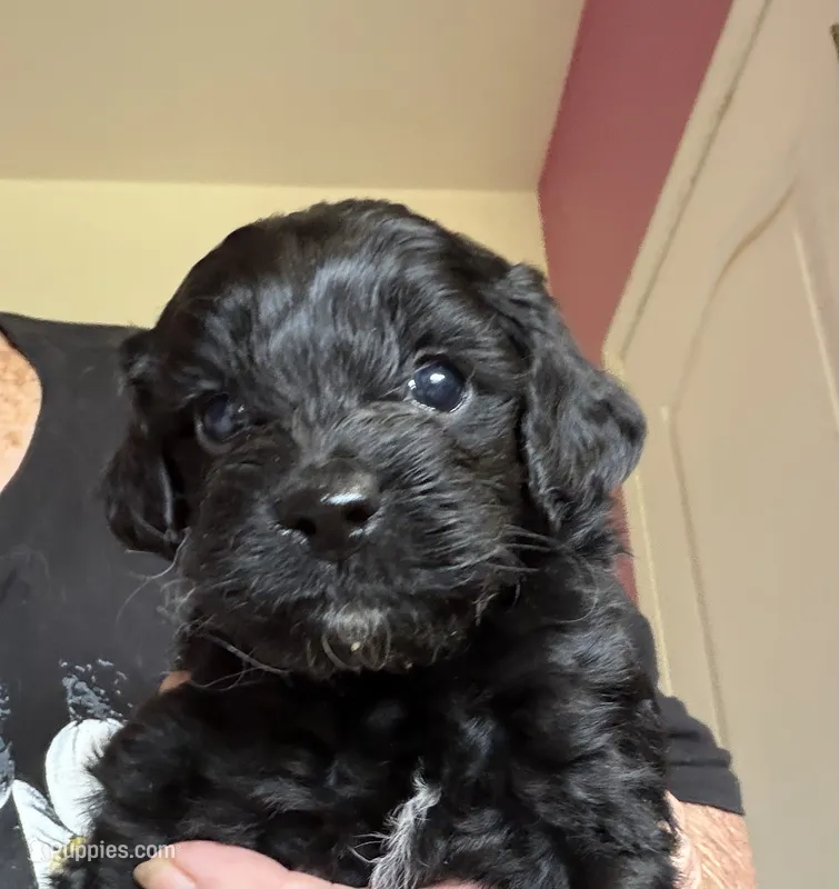 Mo – Cockapoo puppy for sale in Fredericksburg, VA