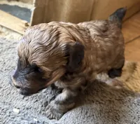 Johnny, a male Cockapoo for sale in Fredericksburg, VA – 2 of 3