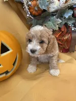 Butter, a female Cockapoo for sale in Fredericksburg, VA – Photo 1 of 2