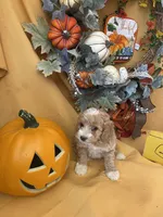 Butter, a female Cockapoo for sale in Fredericksburg, VA – Photo 2 of 2