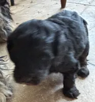 Jamie, a female Cockapoo for sale in Fredericksburg, VA – 2 of 2