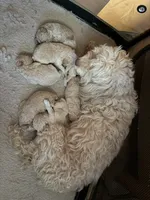 Luis, a male Cockapoo for sale in Fredericksburg, VA – 2 of 2