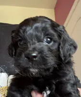 Mo, a male Cockapoo for sale in Fredericksburg, VA – 2 of 2