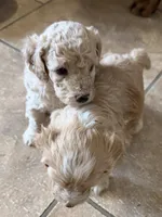 Curly , a male Cockapoo for sale in Fredericksburg, VA – 2 of 3