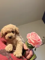 Linda, a female Cockapoo for sale in Fredericksburg, VA – 3 of 5