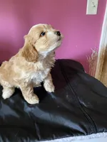 Hailey girl 1, a female Cockapoo for sale in Fredericksburg, VA – Photo 3 of 4