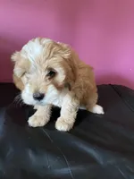 Hailey girl 1, a female Cockapoo for sale in Fredericksburg, VA – Photo 4 of 4