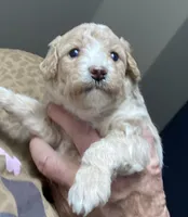Hailey girl 1, a female Cockapoo for sale in Fredericksburg, VA – Photo 2 of 4
