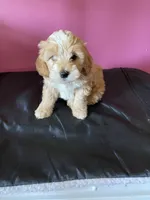 Hailey girl 1, a female Cockapoo for sale in Fredericksburg, VA – Photo 1 of 4