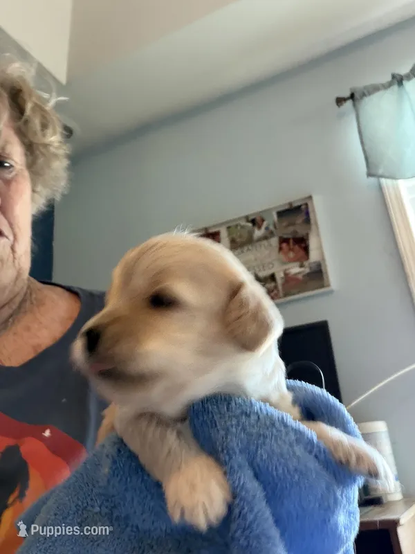 Luis – Cockapoo puppy for sale in Fredericksburg, VA