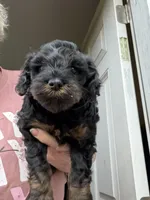 Jamie, a female Cockapoo for sale in Fredericksburg, VA – 4 of 5