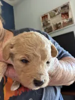 Linda, a female Cockapoo for sale in Fredericksburg, VA – 2 of 2