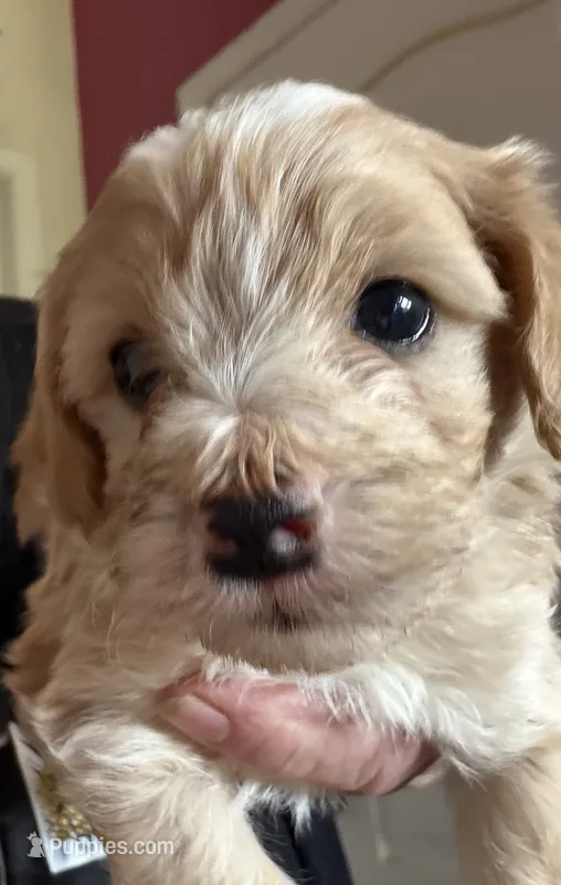 Larry – Cockapoo puppy on hold in Fredericksburg, VA