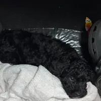 Muffin, a female Cockapoo for sale in Fredericksburg, VA – 2 of 2