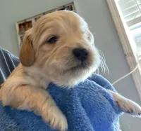 Linda, a female Cockapoo for sale in Fredericksburg, VA – 1 of 2