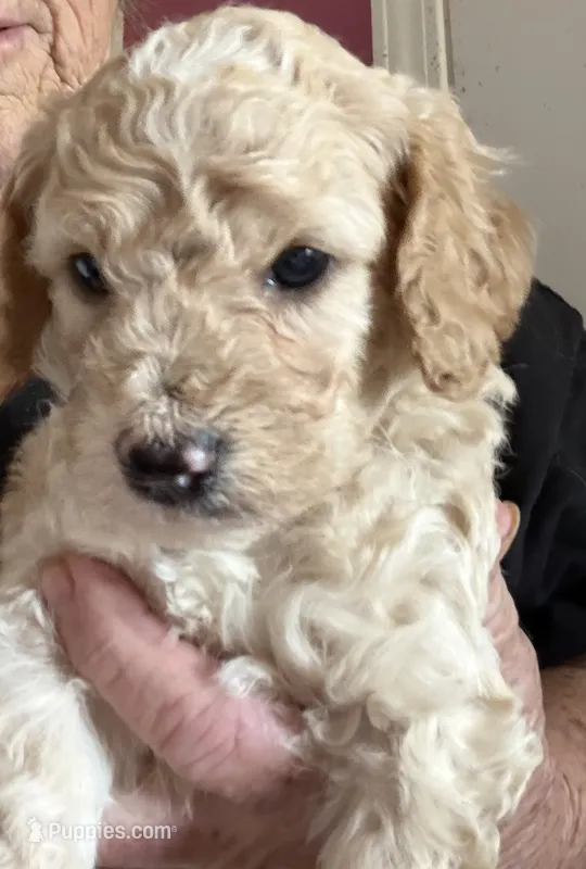 Curly  – Cockapoo puppy on hold in Fredericksburg, VA