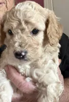 Curly , a male Cockapoo for sale in Fredericksburg, VA – 1 of 3