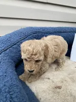 Lisa, a female Cockapoo for sale in Fredericksburg, VA – Photo 1 of 2